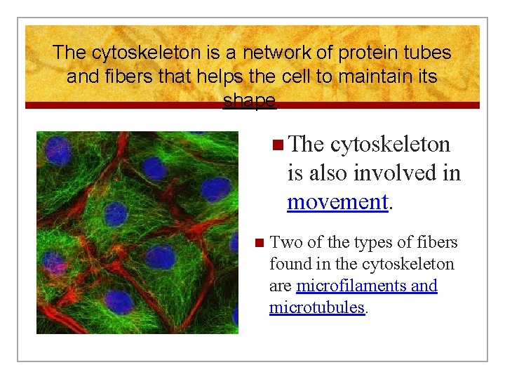 The cytoskeleton is a network of protein tubes and fibers that helps the cell