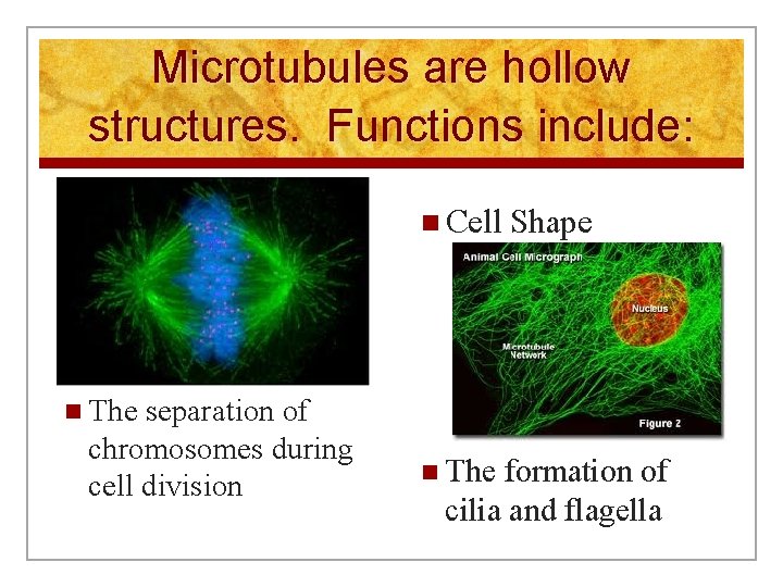 Microtubules are hollow structures. Functions include: n Cell separation of chromosomes during cell division