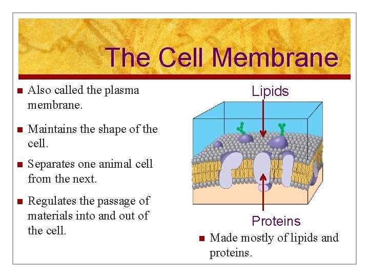 The Cell Membrane n Also called the plasma membrane. n Maintains the shape of