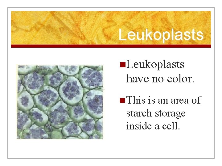 Leukoplasts n. Leukoplasts have no color. n This is an area of starch storage