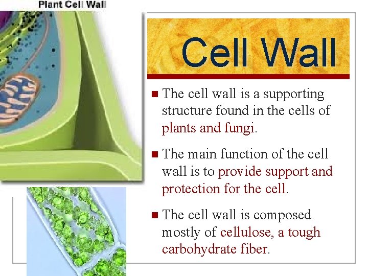Cell Wall n The cell wall is a supporting structure found in the cells