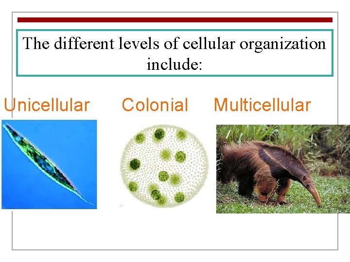 The different levels of cellular organization include: Unicellular Colonial Multicellular 