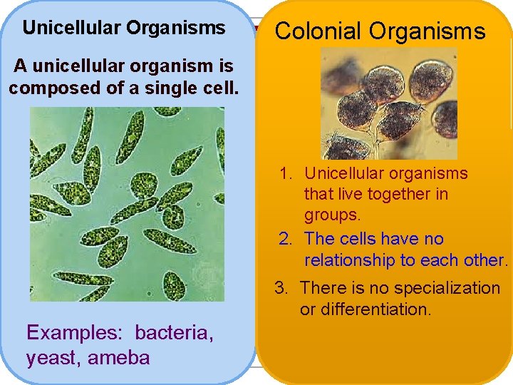 Unicellular Organisms Colonial Organisms A unicellular organism is composed of a single cell. 1.