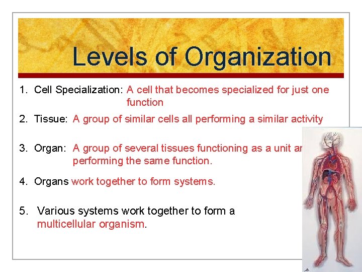 Levels of Organization 1. Cell Specialization: A cell that becomes specialized for just one