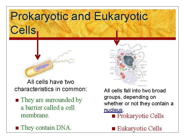 Prokaryotic and Eukaryotic Cells All cells have two characteristics in common: n They are