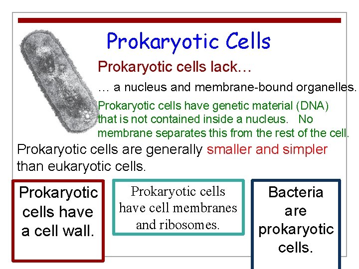 Prokaryotic Cells Prokaryotic cells lack… … a nucleus and membrane-bound organelles. Prokaryotic cells have