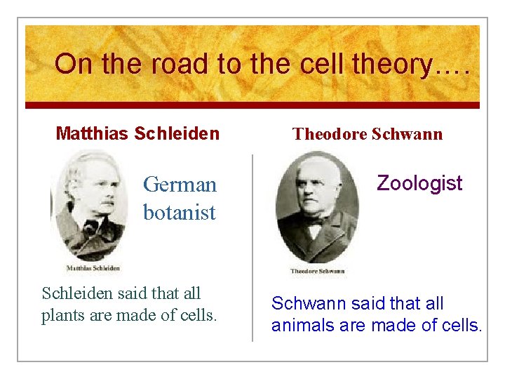 On the road to the cell theory…. Matthias Schleiden German botanist Schleiden said that