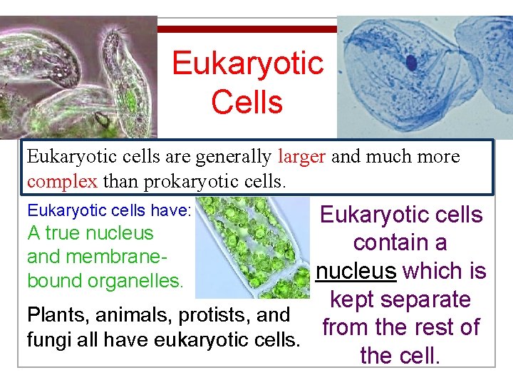 Eukaryotic Cells Eukaryotic cells are generally larger and much more complex than prokaryotic cells.