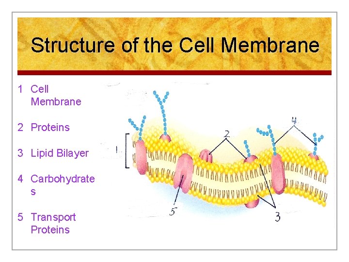 Structure of the Cell Membrane 1 Cell Membrane 2 Proteins 3 Lipid Bilayer 4