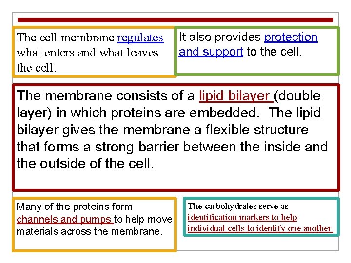 The cell membrane regulates what enters and what leaves the cell. It also provides