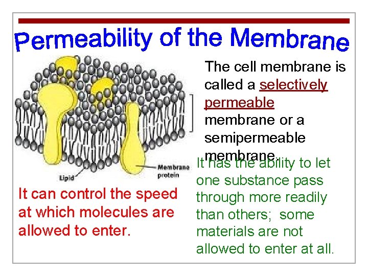 The cell membrane is called a selectively permeable membrane or a semipermeable membrane. It