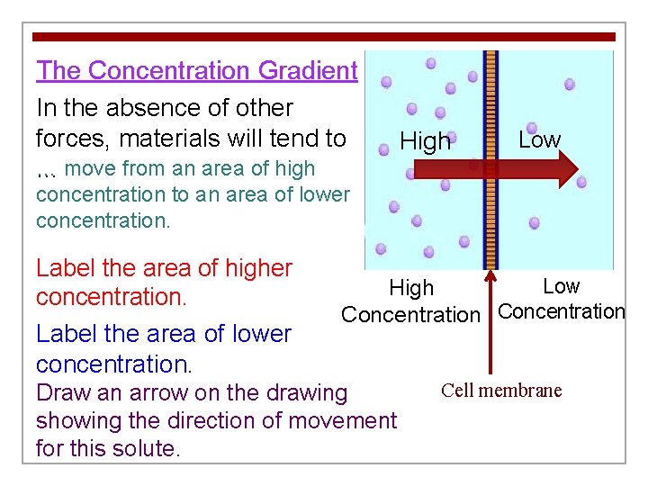The Concentration Gradient In the absence of other forces, materials will tend to …