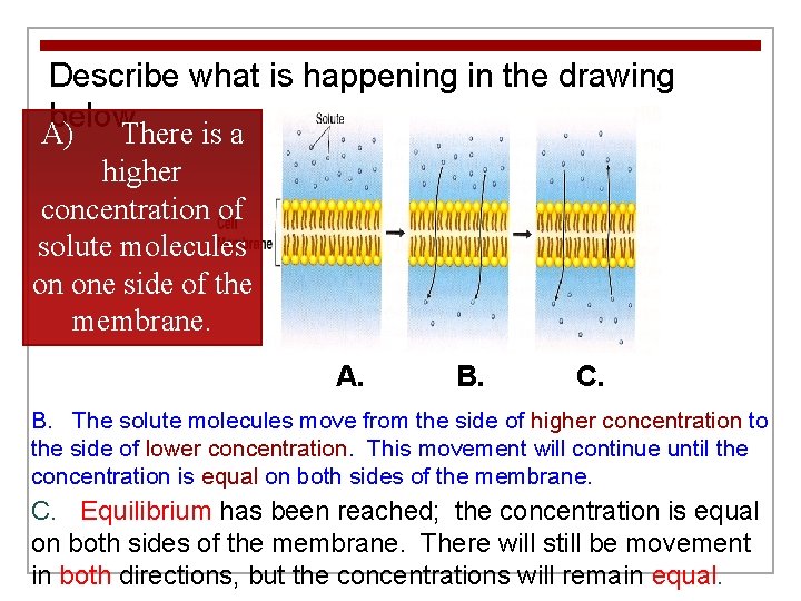 Describe what is happening in the drawing below. A) There is a higher concentration