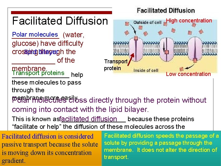 Facilitated Diffusion High concentration Polar molecules (water, ______ glucose) have difficulty lipid bilayer crossing