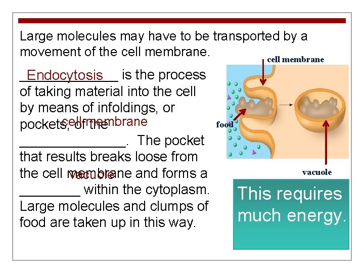Large molecules may have to be transported by a movement of the cell membrane