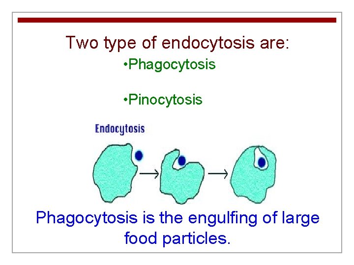 Two type of endocytosis are: • Phagocytosis • Pinocytosis Phagocytosis is the engulfing of