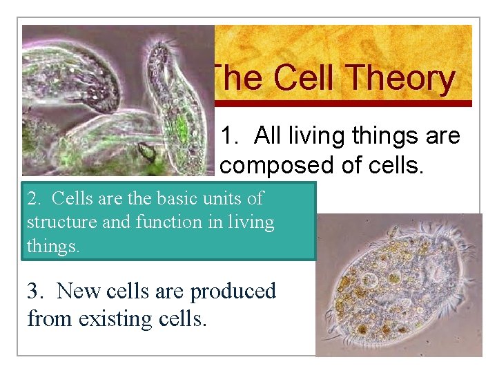 The Cell Theory 1. All living things are composed of cells. 2. Cells are