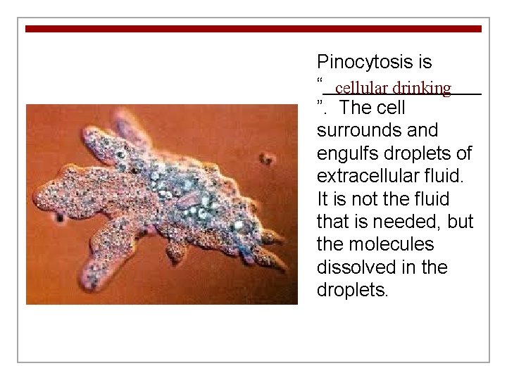 Pinocytosis is “________ cellular drinking ”. The cell surrounds and engulfs droplets of extracellular