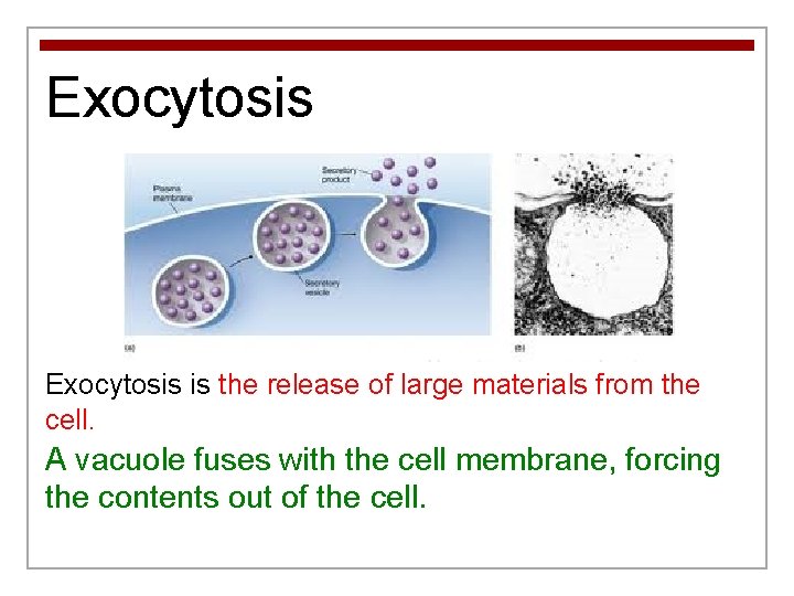 Exocytosis is the release of large materials from the cell. A vacuole fuses with