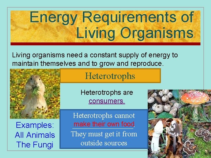 Energy Requirements of Living Organisms Living organisms need a constant supply of energy to