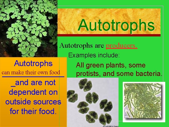 Autotrophs are producers. Autotrophs can make their own food _______ _and are not dependent