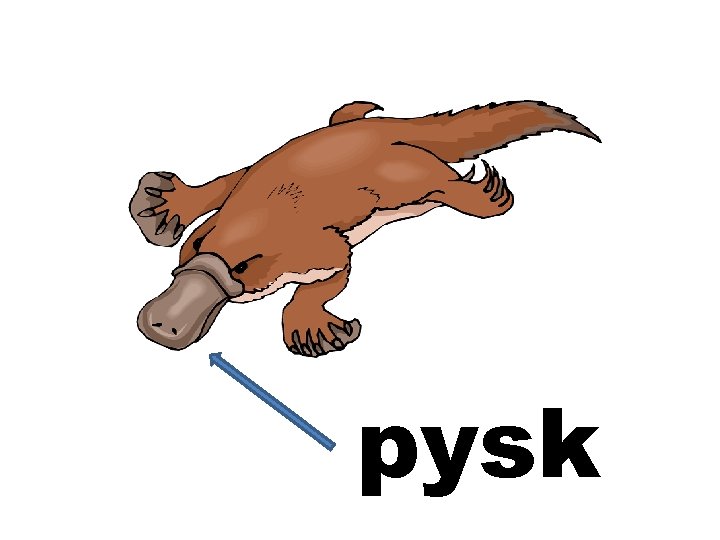 pysk 