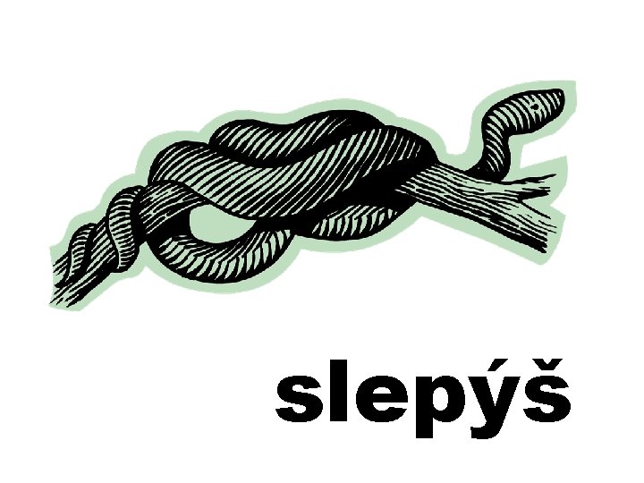 slepýš 