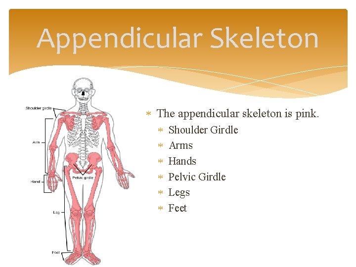 Appendicular Skeleton The appendicular skeleton is pink. Shoulder Girdle Arms Hands Pelvic Girdle Legs