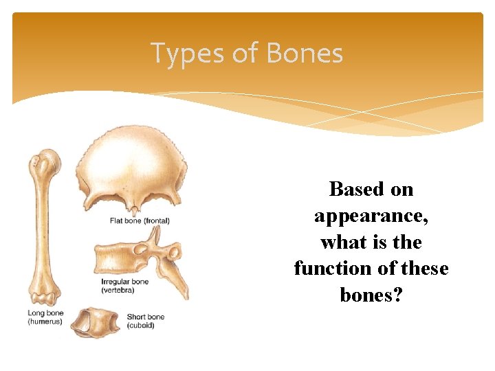 Types of Bones Based on appearance, what is the function of these bones? 