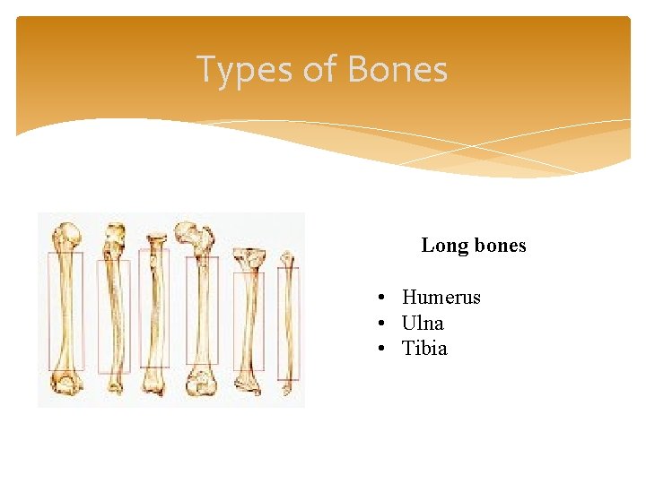 Types of Bones Long bones • Humerus • Ulna • Tibia 