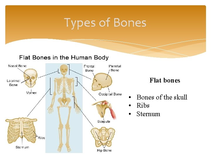 Types of Bones Flat bones • Bones of the skull • Ribs • Sternum
