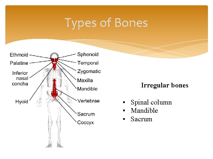 Types of Bones Irregular bones • Spinal column • Mandible • Sacrum 
