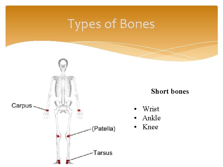 Types of Bones Short bones • Wrist • Ankle • Knee 