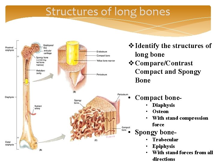 Structures of long bones v. Identify the structures of long bone v. Compare/Contrast Compact