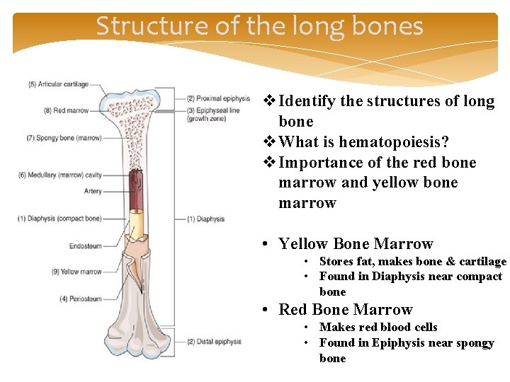 Structure of the long bones v. Identify the structures of long bone v. What