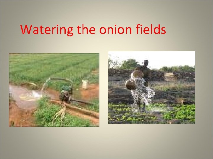 Watering the onion fields 