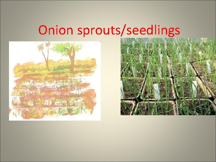 Onion sprouts/seedlings 