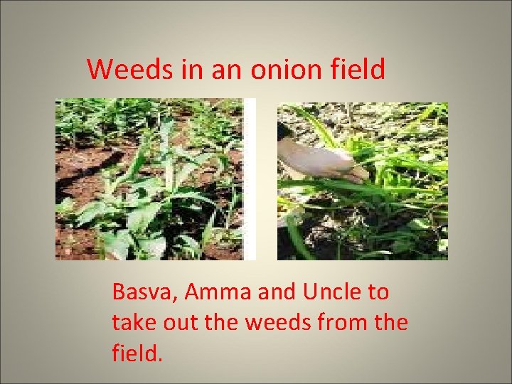 Weeds in an onion field Basva, Amma and Uncle to take out the weeds