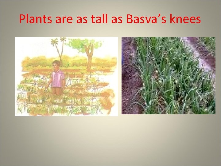 Plants are as tall as Basva’s knees 