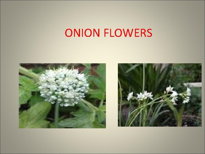 ONION FLOWERS 