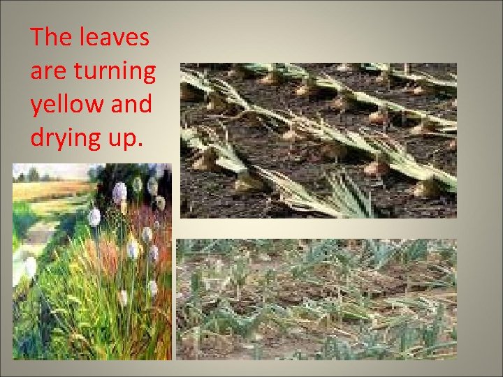 The leaves are turning yellow and drying up. 