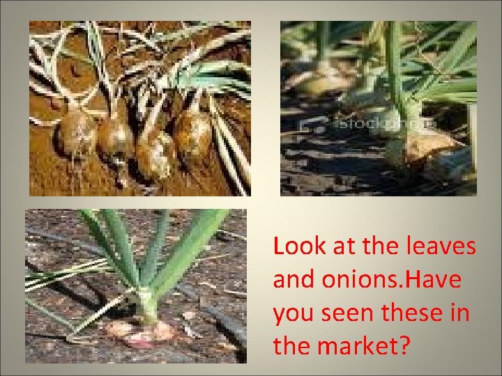 Look at the leaves and onions. Have you seen these in the market? 