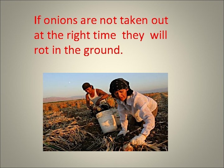 If onions are not taken out at the right time they will rot in