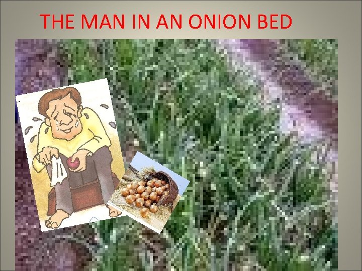 THE MAN IN AN ONION BED 