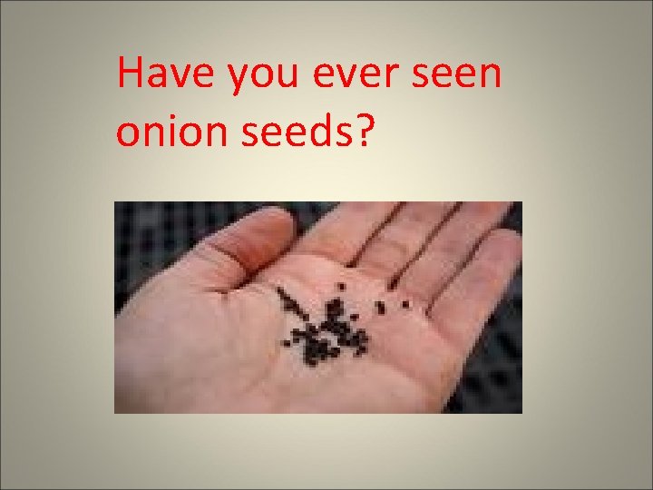 Have you ever seen onion seeds? 