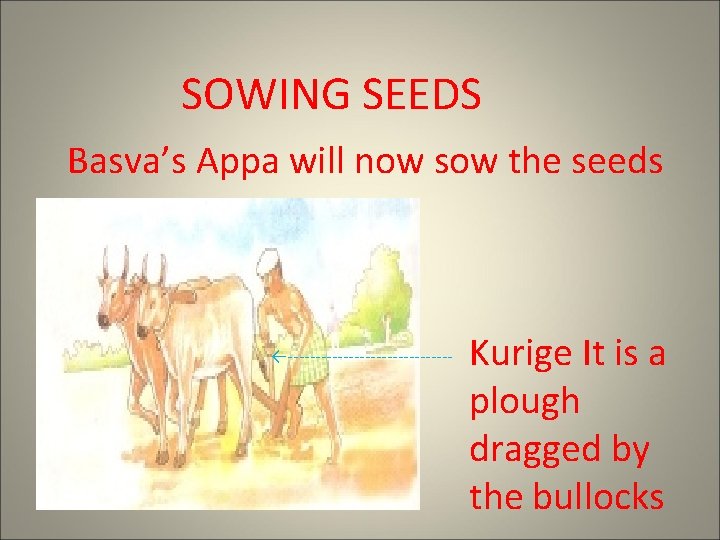 SOWING SEEDS Basva’s Appa will now sow the seeds ←--------------- Kurige It is a