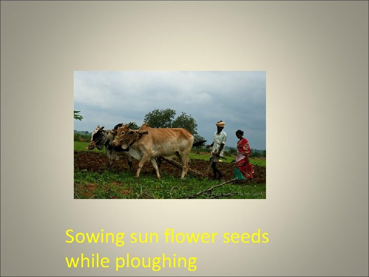 Sowing sun flower seeds while ploughing 