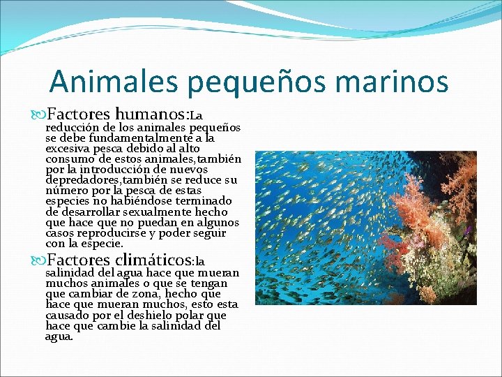 Animales pequeños marinos Factores humanos: La reducción de los animales pequeños se debe fundamentalmente