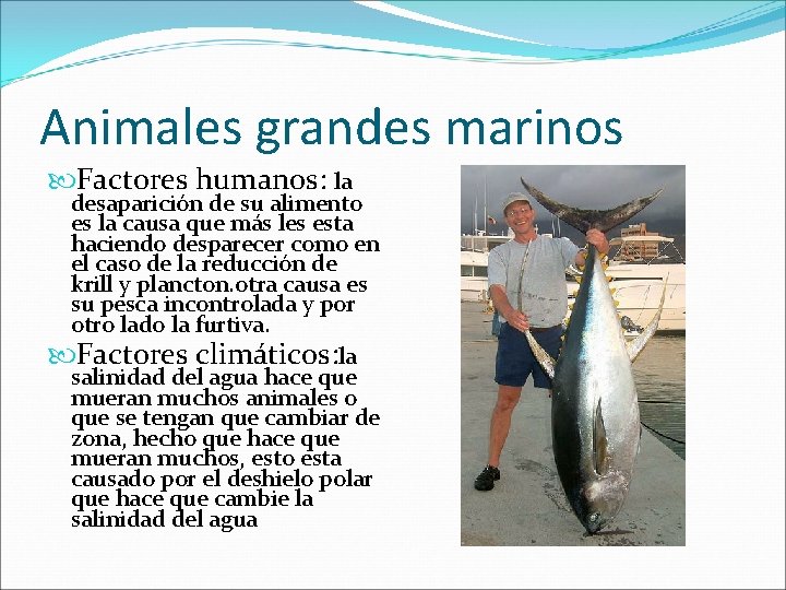 Animales grandes marinos Factores humanos: la desaparición de su alimento es la causa que