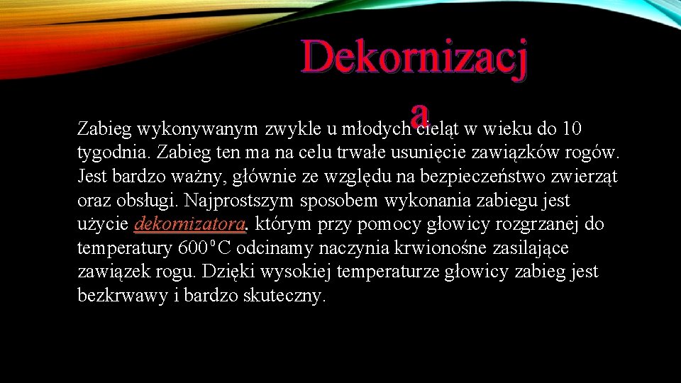 Dekornizacj a Zabieg wykonywanym zwykle u młodych cieląt w wieku do 10 tygodnia. Zabieg